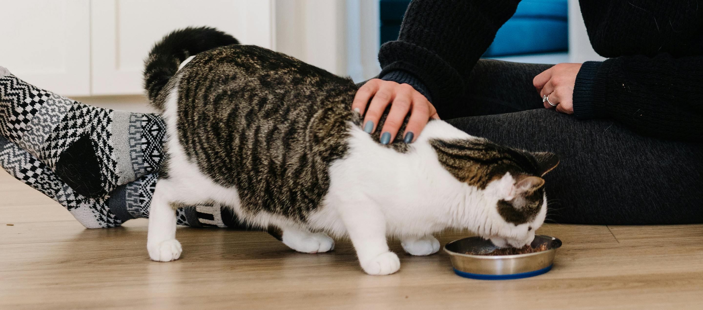 Cat Health Tips for National Pet Wellness Month