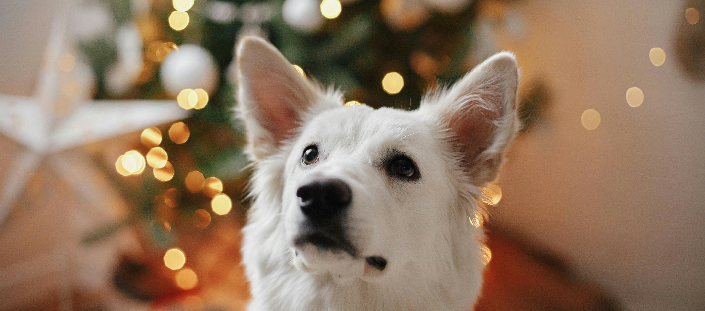 The Jolliest Holiday Pet Gift Guide