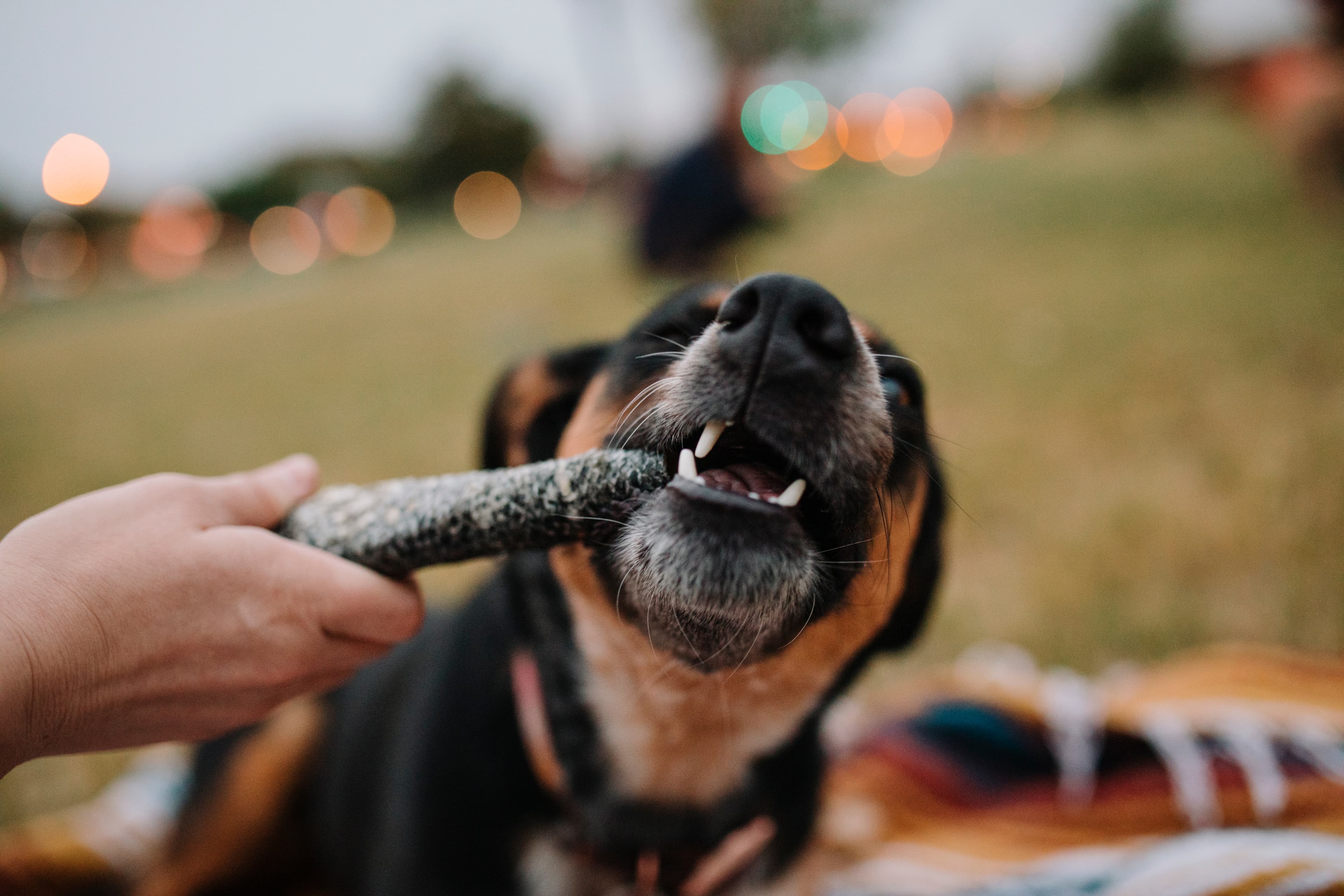 Bye-Bye Brushing Battles: How Raw Diets Keep Pets’ Teeth Cleaner