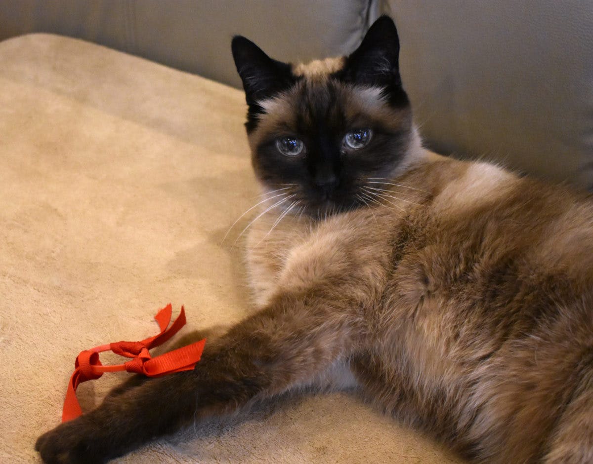 DIY Upcycled Cat Toys