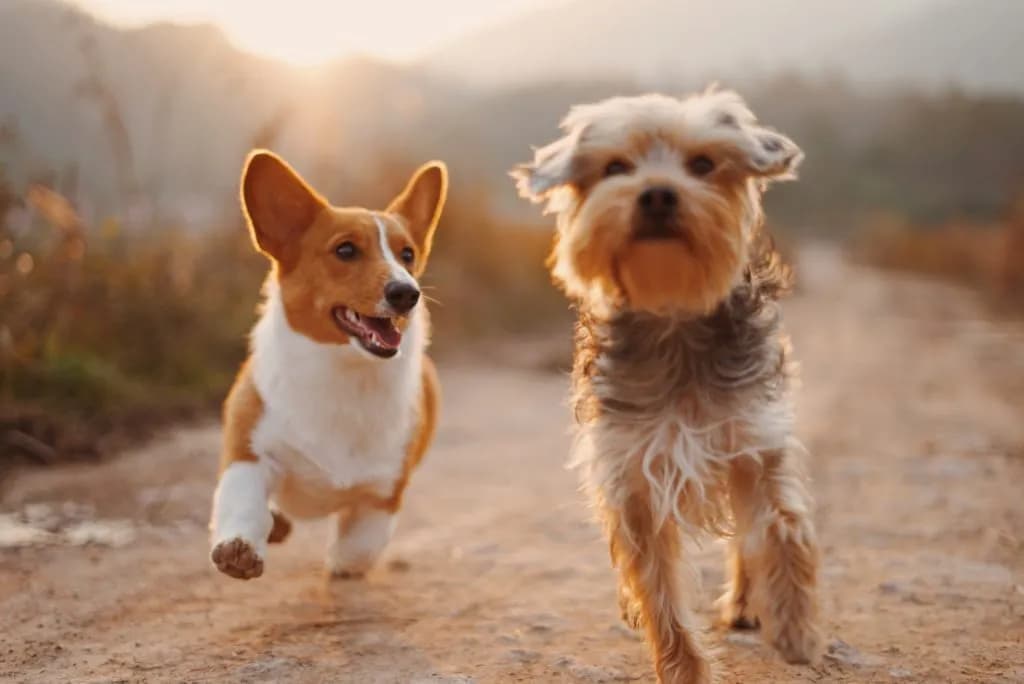 The Missing Link: Taurine for Dogs - Why this Essential Nutrient Can't be Forgotten in Your Dog's Diet
