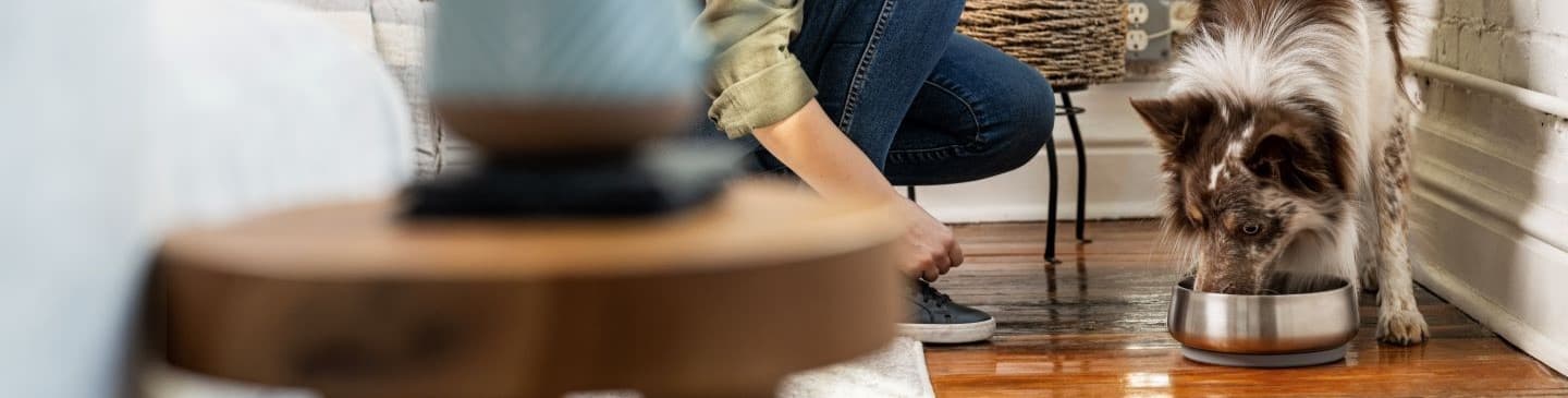 Picture of dog eating raw food